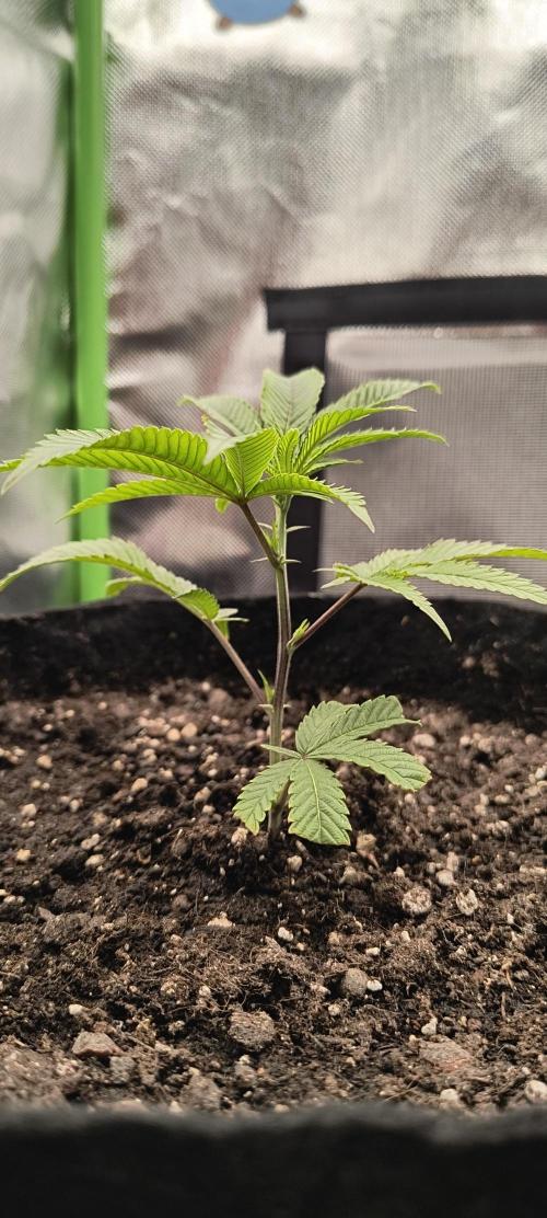 KRUMME GURKEN Stecklinge. Week 1