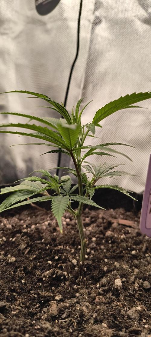 KRUMME GURKEN Stecklinge. Week 1