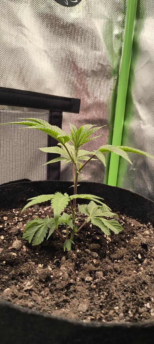 KRUMME GURKEN Stecklinge. Week 1