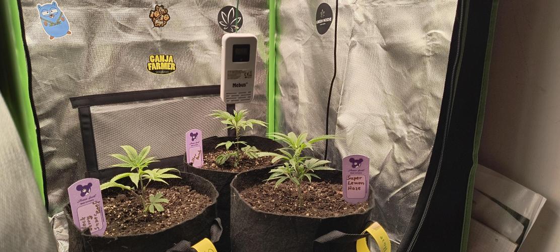 KRUMME GURKEN Stecklinge. Week 1