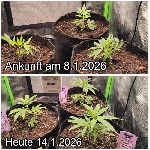 KRUMME GURKEN Stecklinge. Week 1