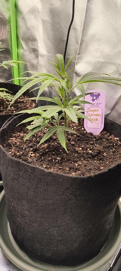 KRUMME GURKEN Stecklinge. Week 2