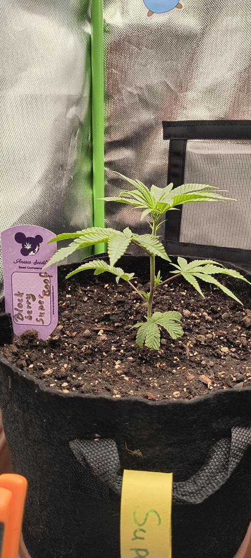 KRUMME GURKEN Stecklinge. Week 2