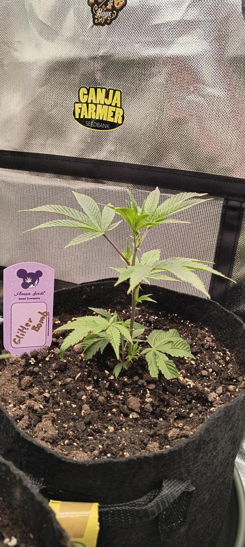 KRUMME GURKEN Stecklinge. Week 2