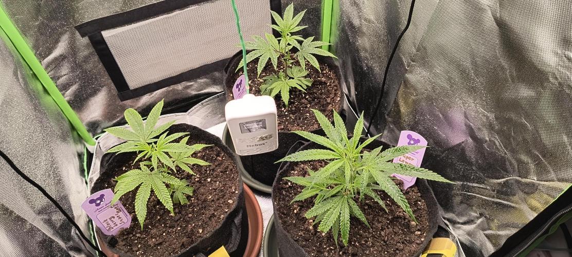 KRUMME GURKEN Stecklinge. Week 2