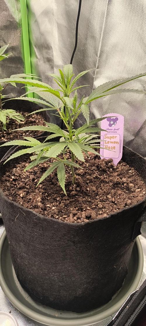 KRUMME GURKEN Stecklinge. Week 2