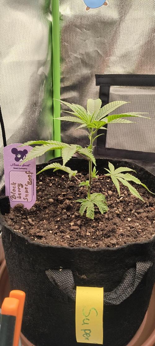 KRUMME GURKEN Stecklinge. Week 2