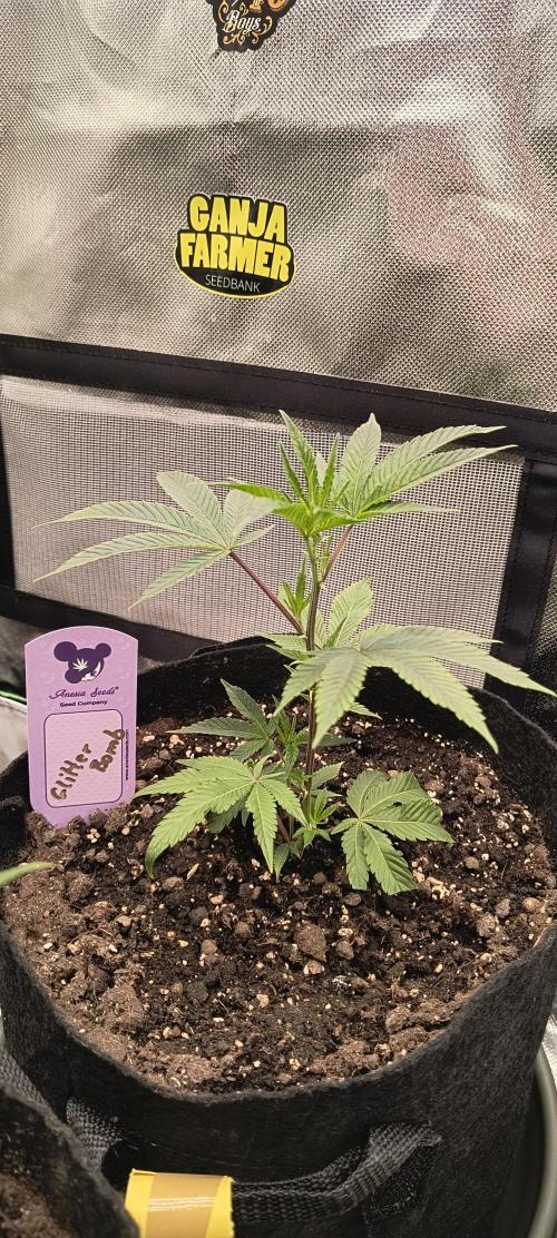 KRUMME GURKEN Stecklinge. Week 2