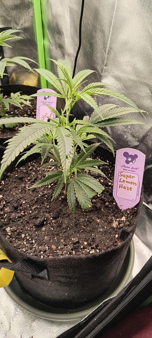 KRUMME GURKEN Stecklinge. Week 2