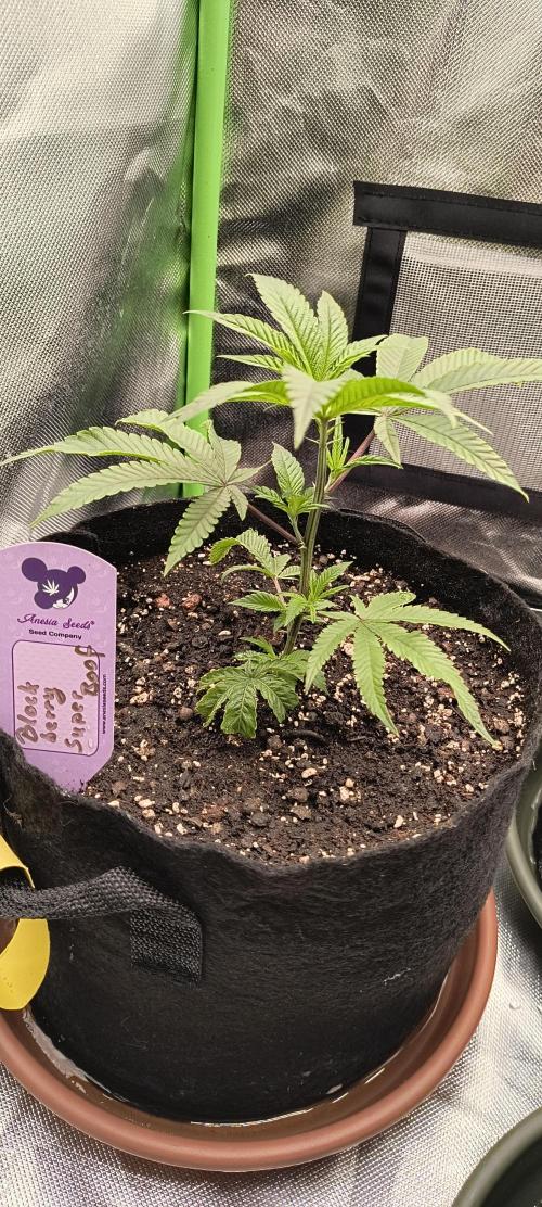 KRUMME GURKEN Stecklinge. Week 2