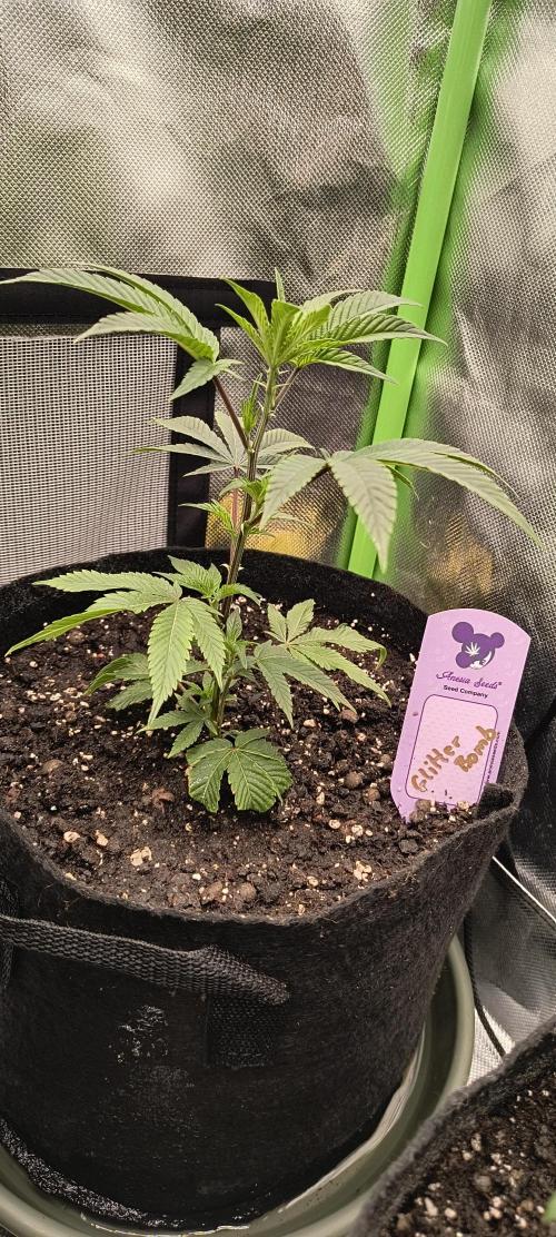 KRUMME GURKEN Stecklinge. Week 2