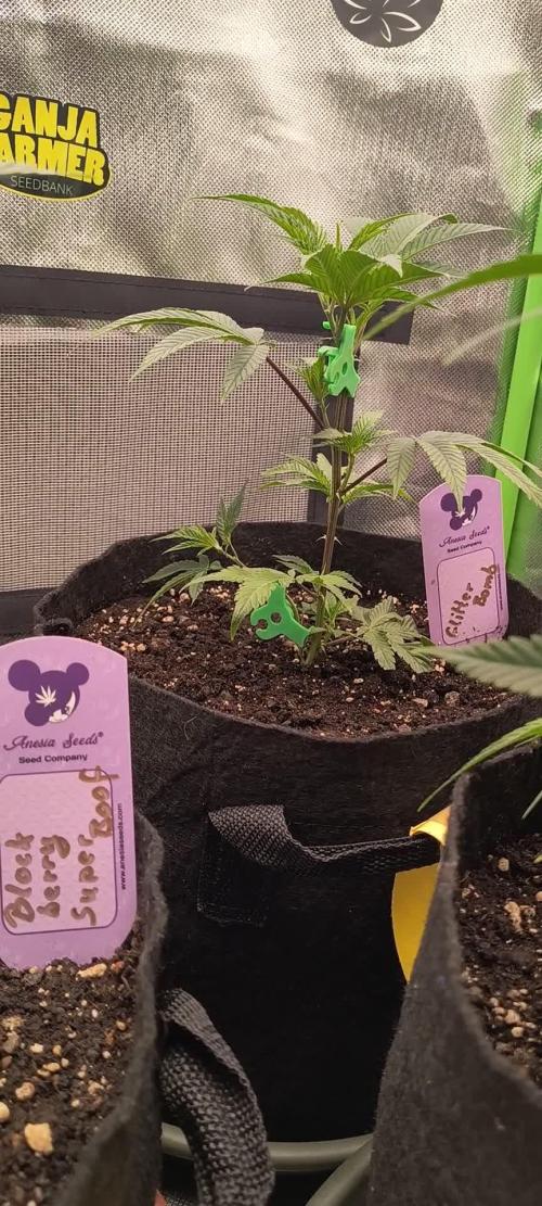 KRUMME GURKEN Stecklinge