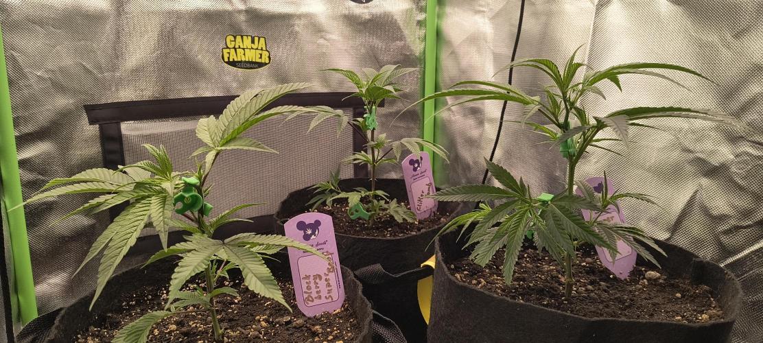 KRUMME GURKEN Stecklinge. Week 2