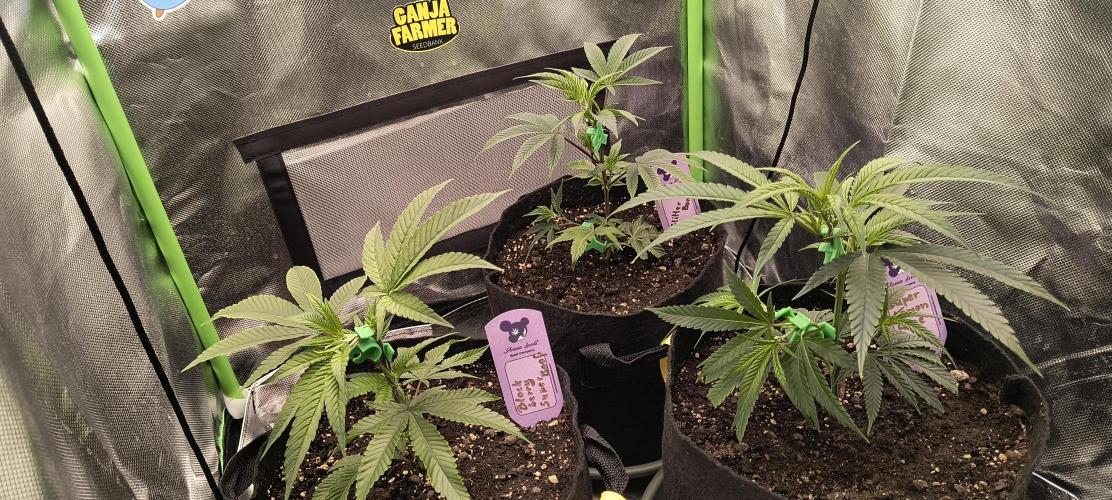 KRUMME GURKEN Stecklinge. Week 2