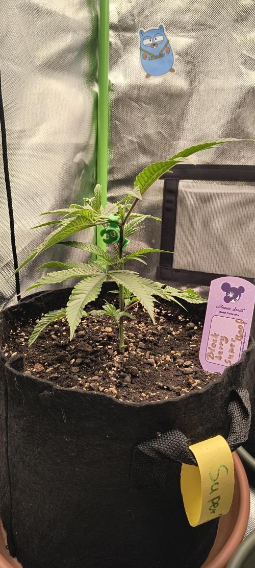 KRUMME GURKEN Stecklinge. Week 2