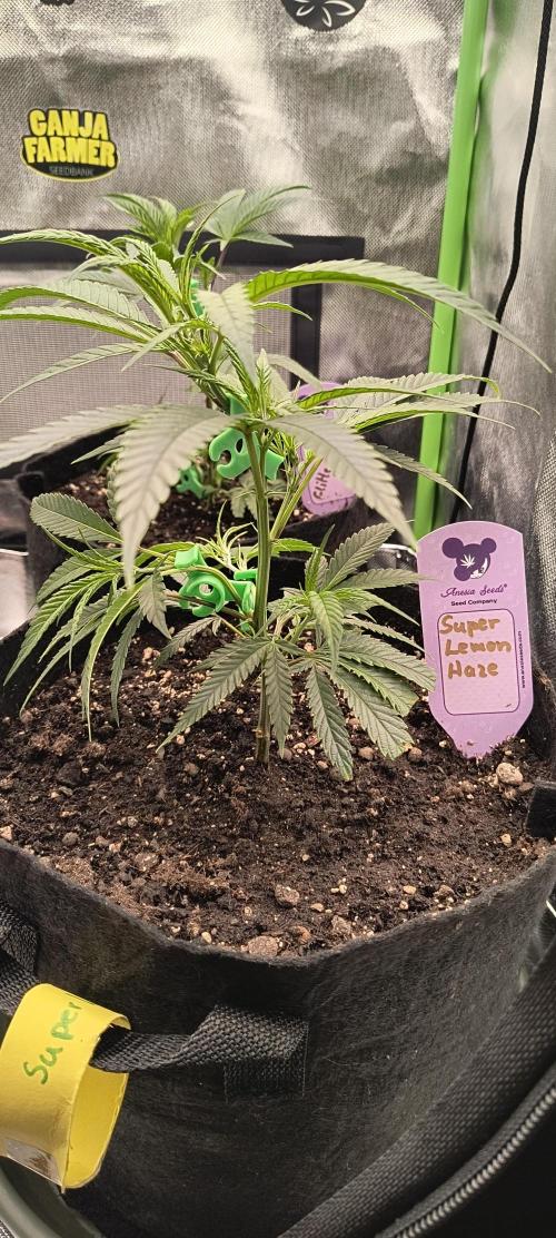 KRUMME GURKEN Stecklinge. Week 3