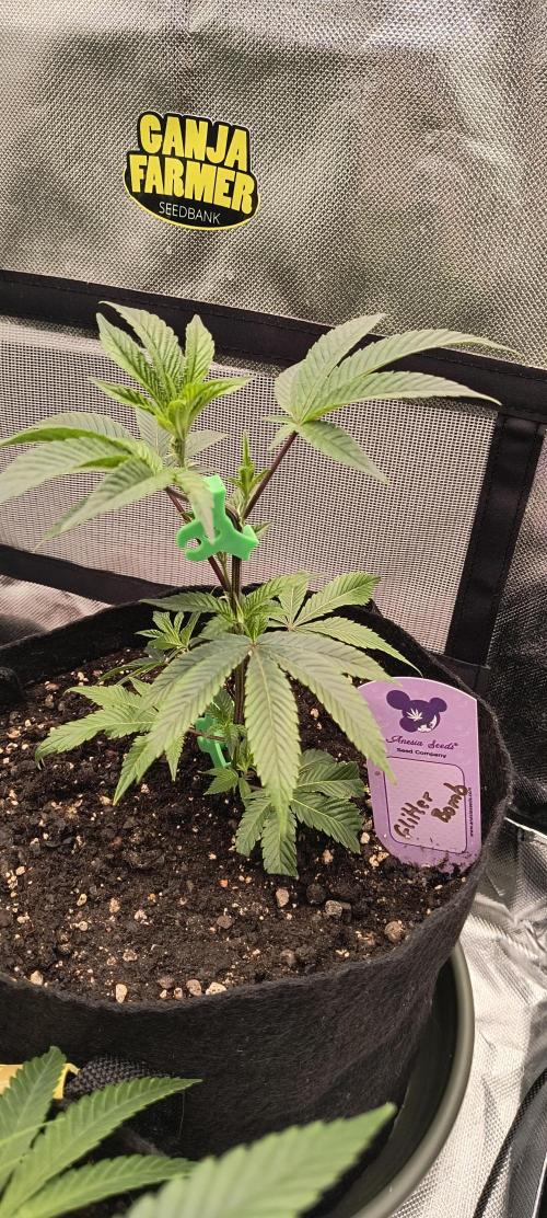 KRUMME GURKEN Stecklinge. Week 3