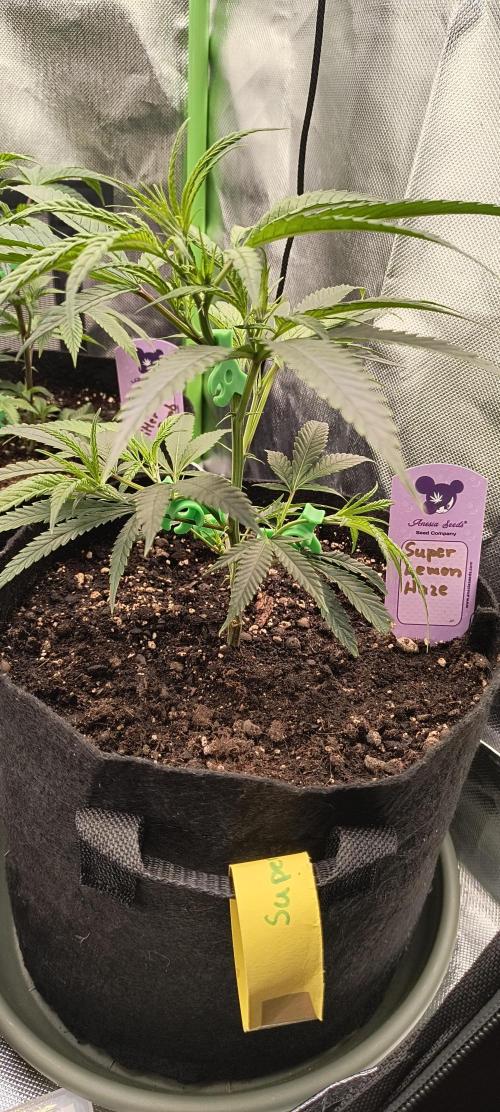 KRUMME GURKEN Stecklinge. Week 3