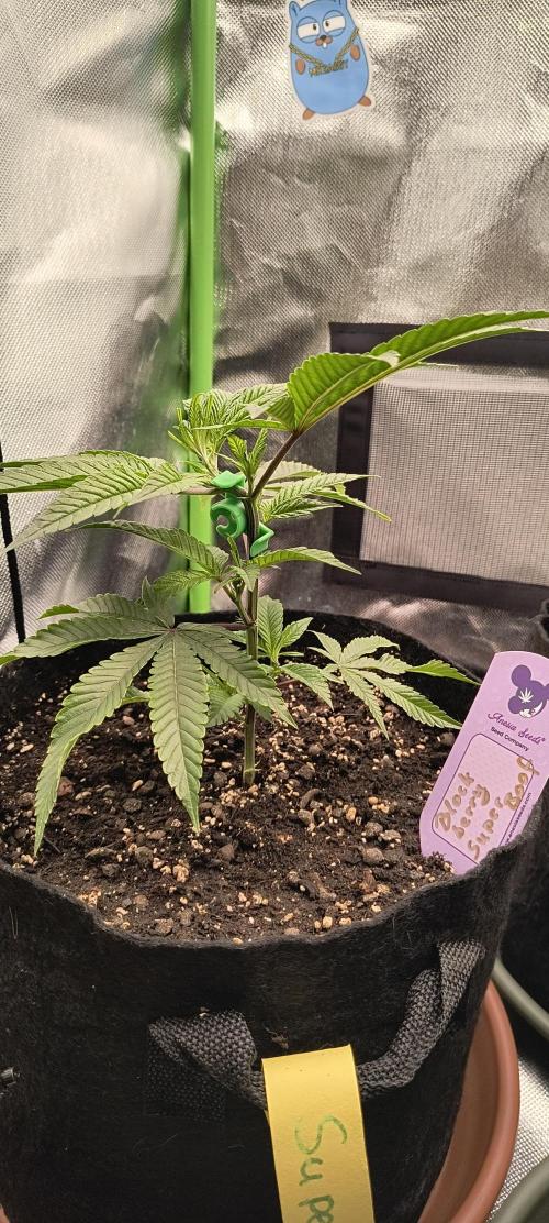 KRUMME GURKEN Stecklinge. Week 3