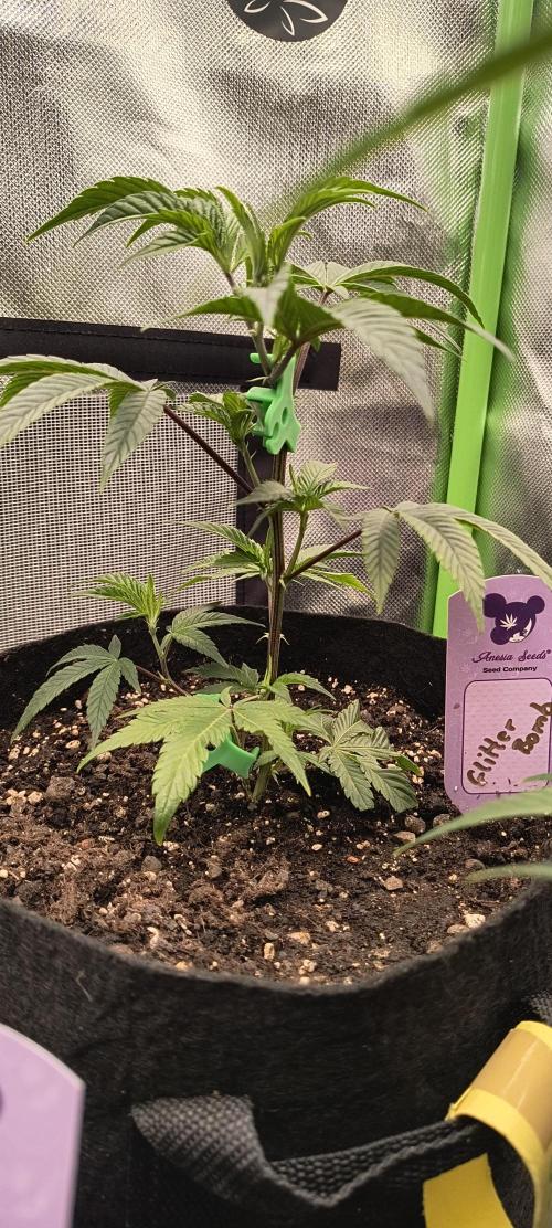 KRUMME GURKEN Stecklinge. Week 3