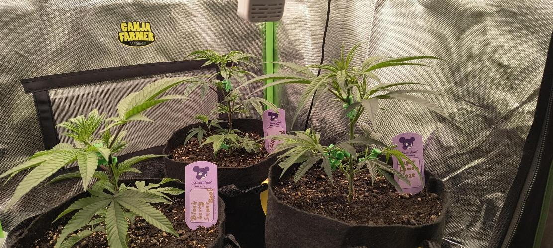 KRUMME GURKEN Stecklinge. Week 3