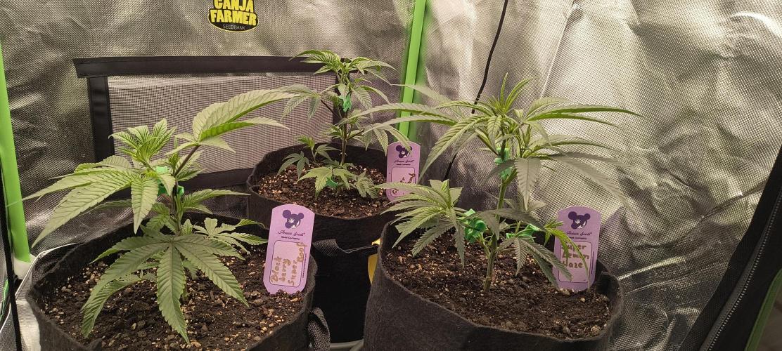 KRUMME GURKEN Stecklinge. Week 3