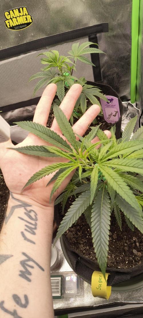 KRUMME GURKEN Stecklinge. Week 3