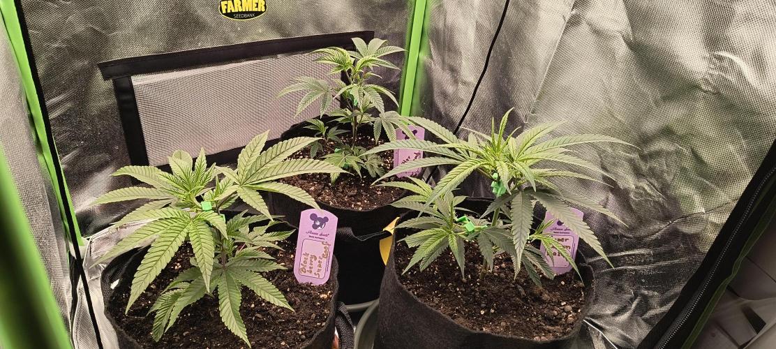 KRUMME GURKEN Stecklinge. Week 3