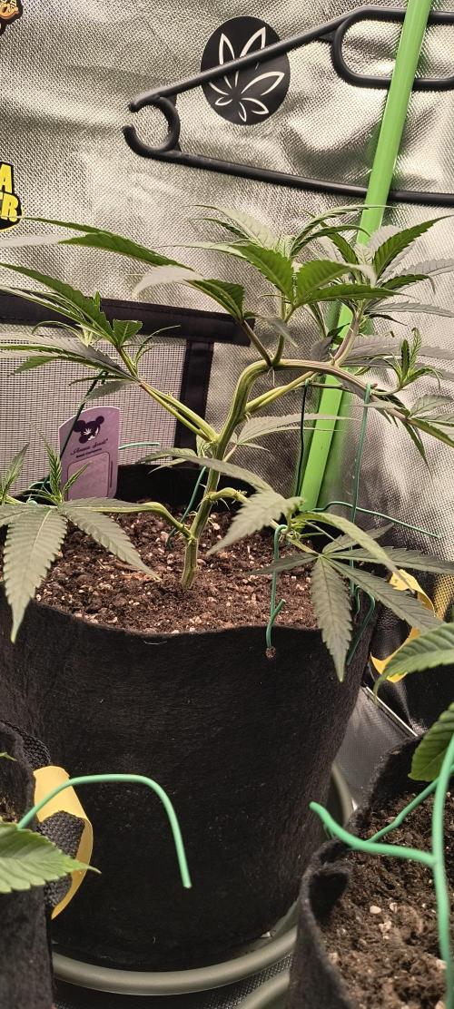 KRUMME GURKEN Stecklinge. Week 3