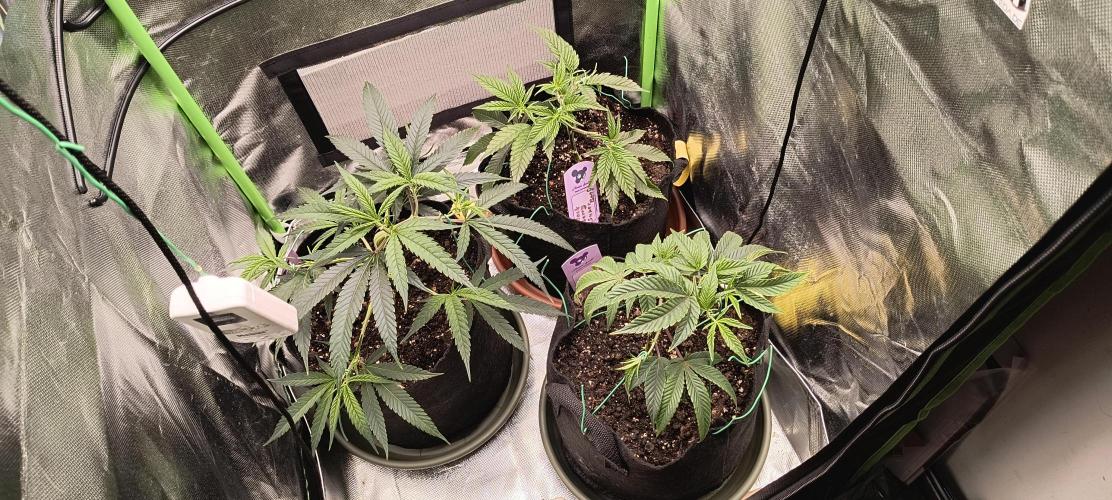 KRUMME GURKEN Stecklinge. Week 3