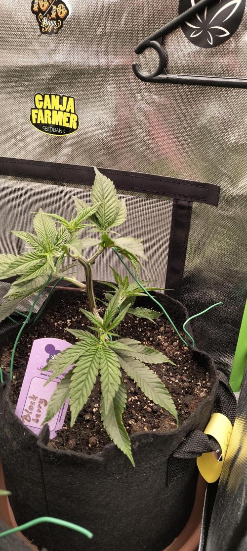 KRUMME GURKEN Stecklinge. Week 3