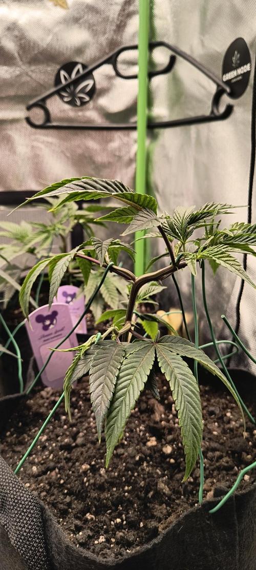 KRUMME GURKEN Stecklinge. Week 3