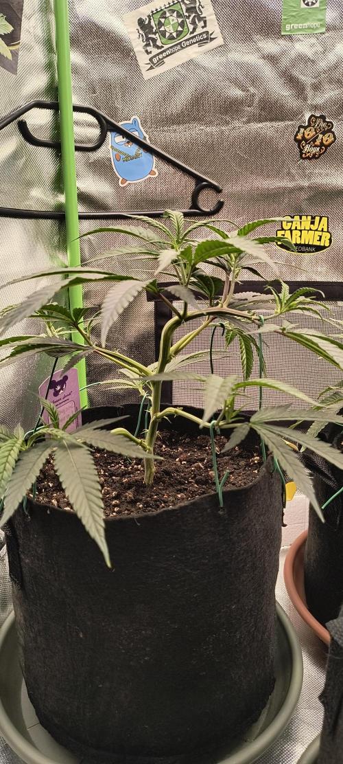 KRUMME GURKEN Stecklinge. Week 3