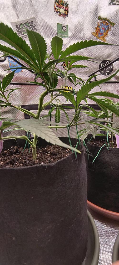 KRUMME GURKEN Stecklinge. Week 3