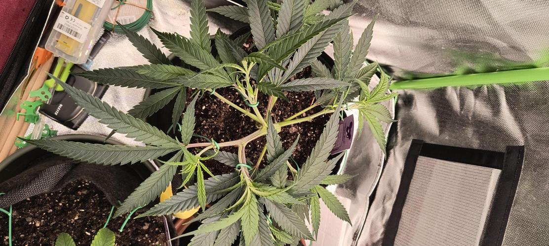 KRUMME GURKEN Stecklinge. Week 3