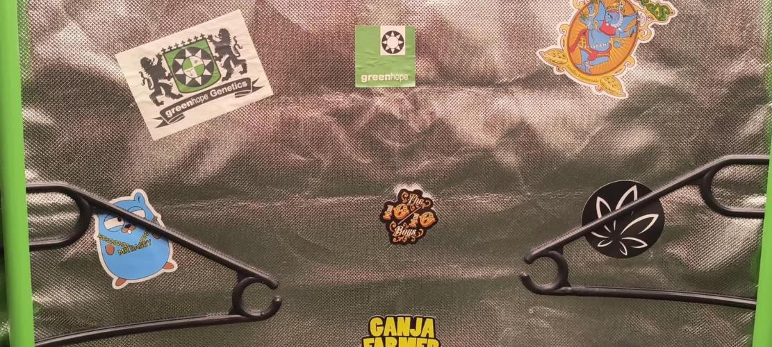 KRUMME GURKEN Stecklinge