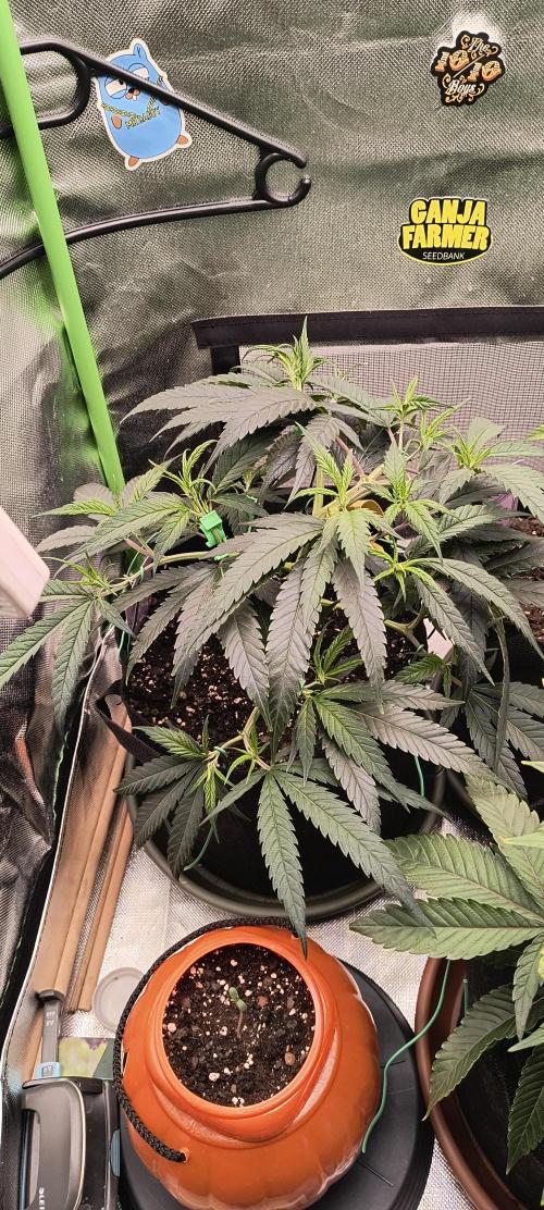 KRUMME GURKEN Stecklinge. Week 4