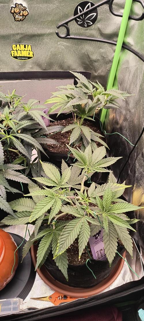 KRUMME GURKEN Stecklinge. Week 4