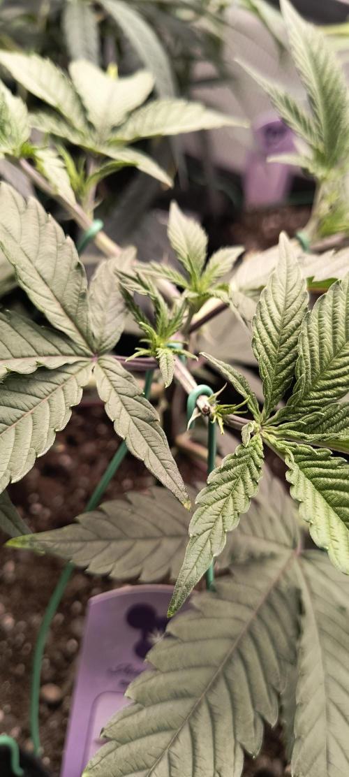 KRUMME GURKEN Stecklinge. Week 4