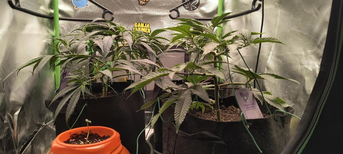 KRUMME GURKEN Stecklinge. Week 4