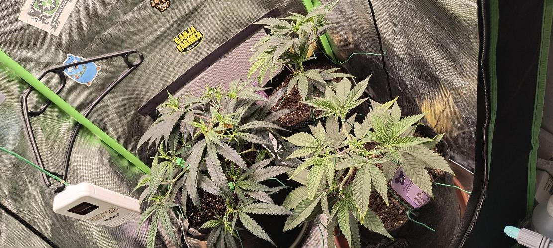 KRUMME GURKEN Stecklinge. Week 4