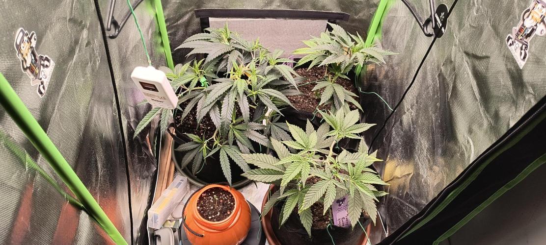 KRUMME GURKEN Stecklinge. Week 4