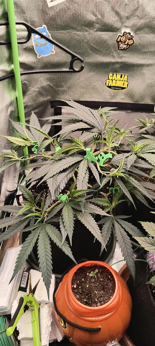 KRUMME GURKEN Stecklinge. Week 4