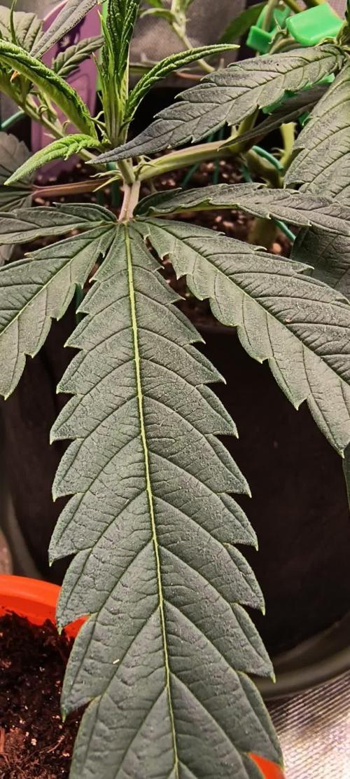 KRUMME GURKEN Stecklinge