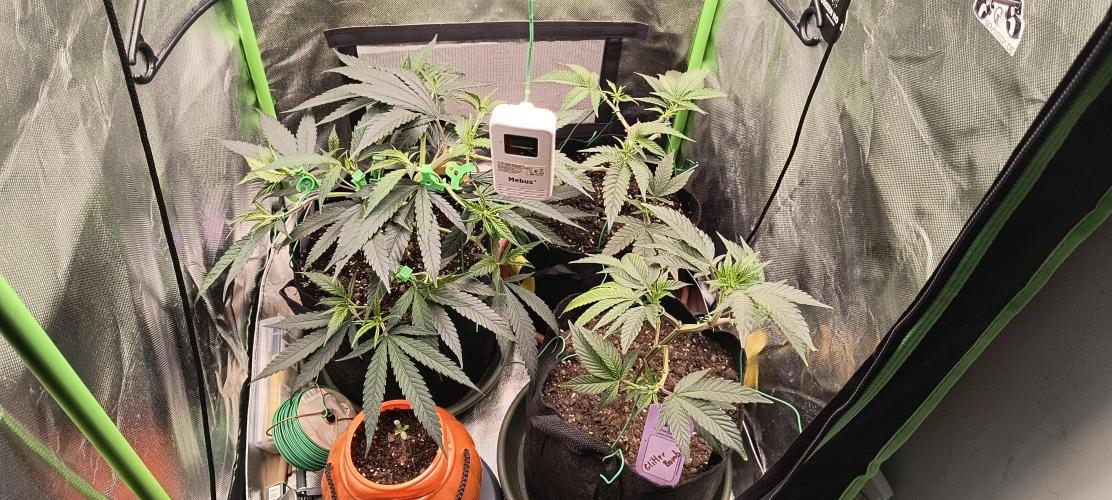 KRUMME GURKEN Stecklinge. Week 4