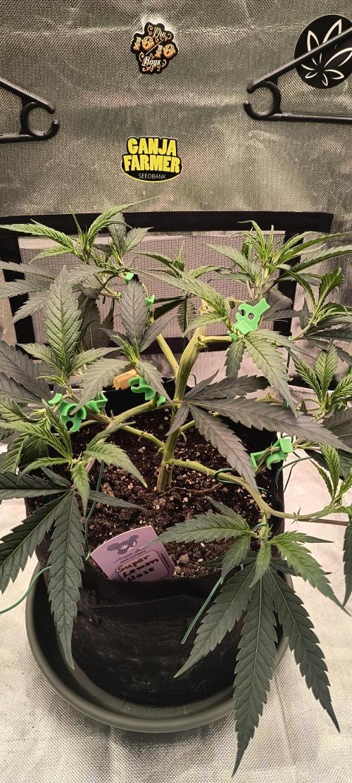 KRUMME GURKEN Stecklinge. Week 4