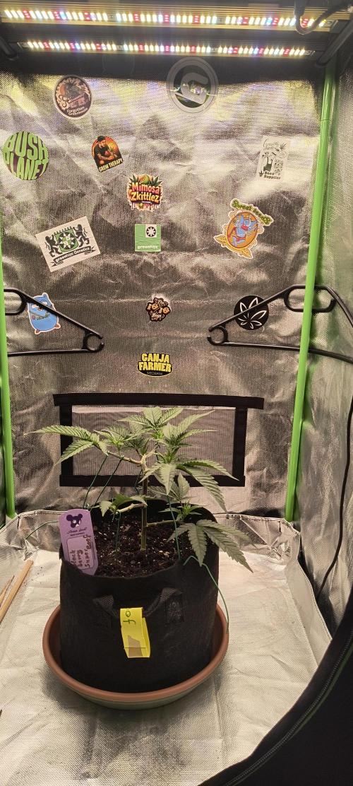 KRUMME GURKEN Stecklinge. Week 4