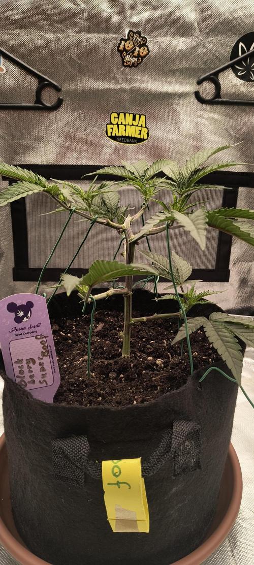 KRUMME GURKEN Stecklinge. Week 4