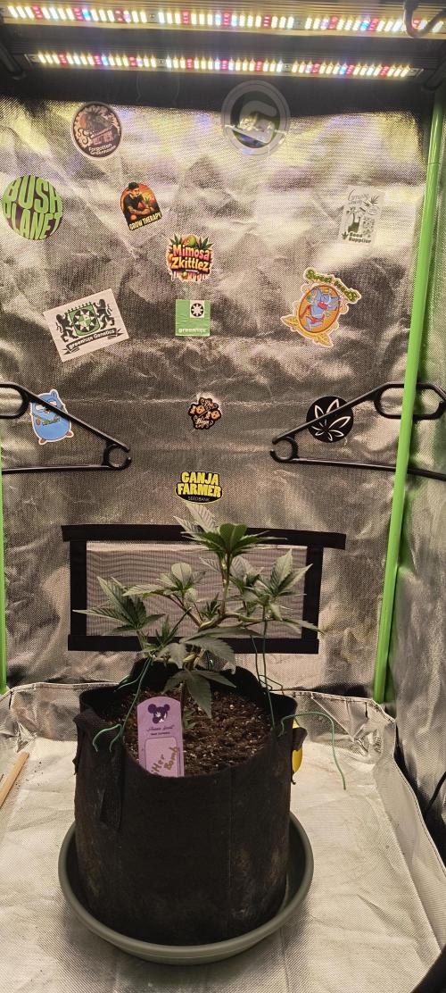 KRUMME GURKEN Stecklinge. Week 4