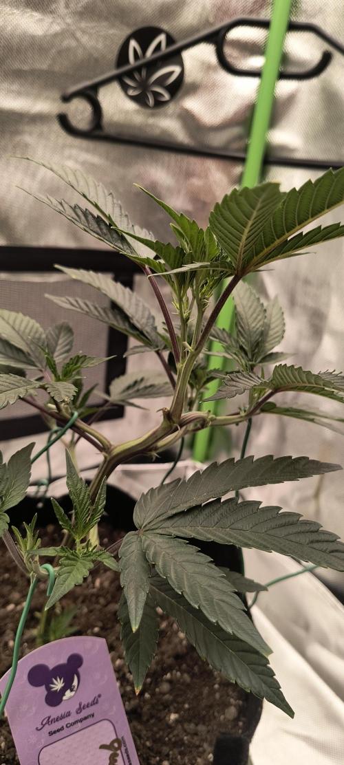 KRUMME GURKEN Stecklinge. Week 4